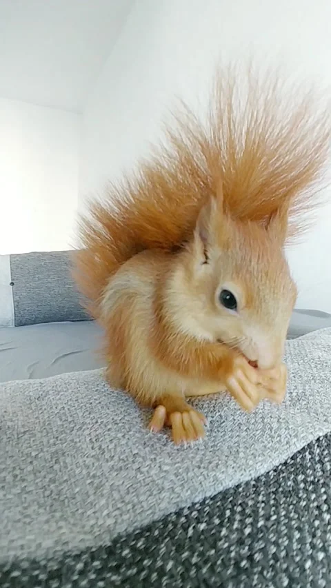 Red Squirrel Eating Peanuts Video stock 231045095