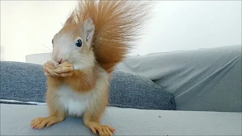 Red Squirrel Eating Peanuts Stock Footage 231045116