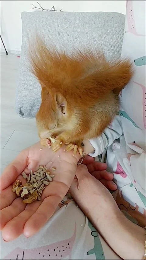 Red Squirrel Eating Peanuts Stock Footage 231045135