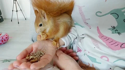 Red Squirrel Eating Peanuts Stock Footage 231045136