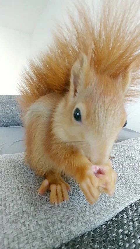 Red Squirrel Eating Peanuts Video stock 231045168