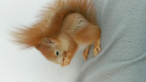 Red Squirrel Eating Peanuts Stock Footage 231045207