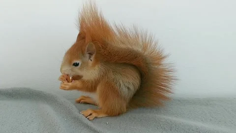 Red Squirrel Eating Peanuts Stock Footage 231045216