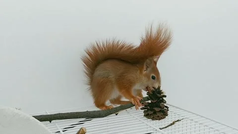 Red Squirrel Eating Peanuts Stock Footage 231045217