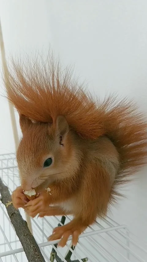 Red Squirrel Eating Peanuts Stock Footage 231045219