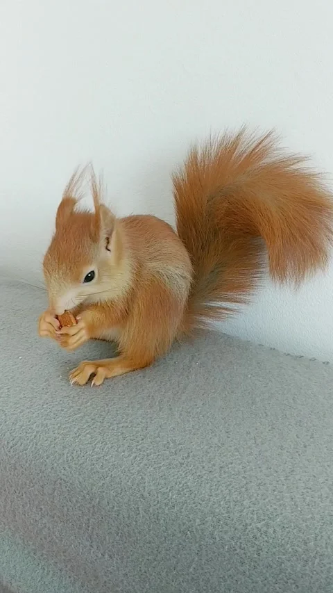 Red Squirrel Eating Peanuts Stock Footage 231045222