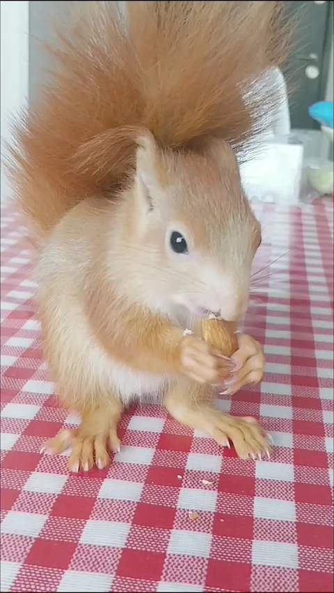Red Squirrel Eating Peanuts Stock-Footage 231045243