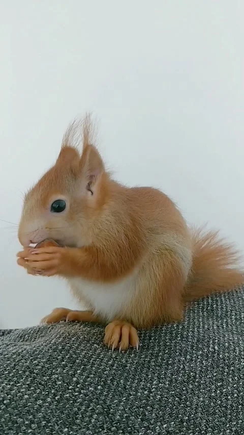 Red Squirrel Eating Peanuts Stock Footage 231045244