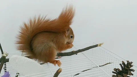 Red Squirrel Eating Peanuts Stock Footage 231045248