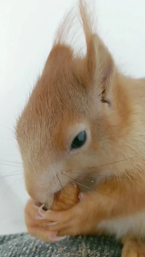 Red Squirrel Eating Peanuts Stock Footage 231045250
