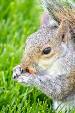 Red squirrel eating peanuts in St James ‘Park, London Stock Photos