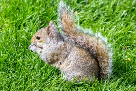 Red squirrel eating peanuts in St James ‘Park, London Stock Photos