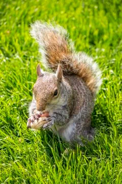 Red squirrel eating peanuts in St James ‘Park, London Stock Photos
