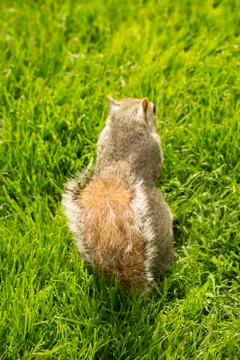 Red squirrel eating peanuts in St James ‘Park, London 스톡 사진