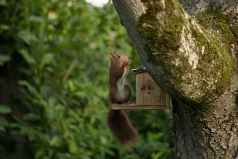 Red squirrel eating Stock Photos