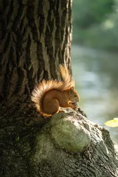 Red squirrel eating pine cone on tree trunk in summer park wildlife backdrop 스톡 사진