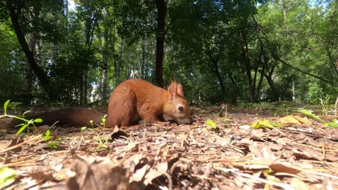 Red squirrel is eating pine nuts in park of Tomsk, Russia Stock Footage 320851059