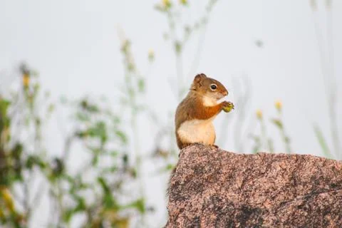 Red Squirrel eating on Red Granite Stock Photos