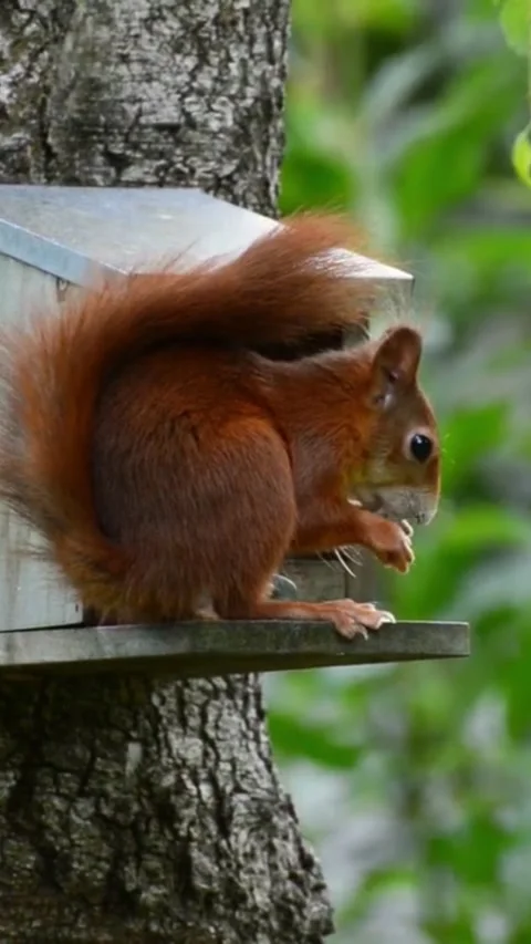 Red squirrel eating seeds on bird house 스톡 동영상 336332930
