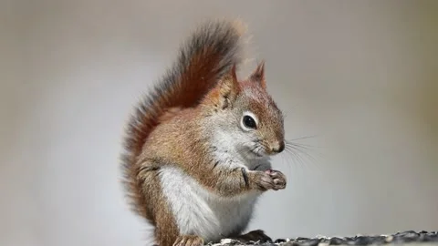 Red squirrel eating seeds on a feeder Stock Footage 236733471