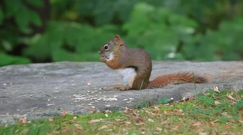 Red Squirrel Eating Seeds Stockbeeldmateriaal 64800158