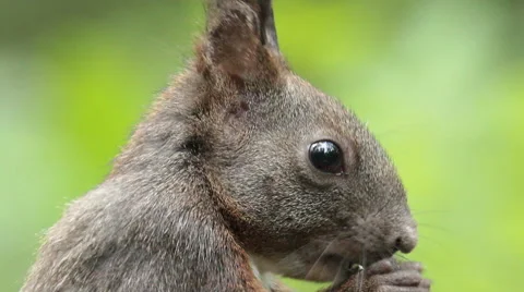 Red squirrel eating seeds in the forest, portrait shot Stock Footage 44557623