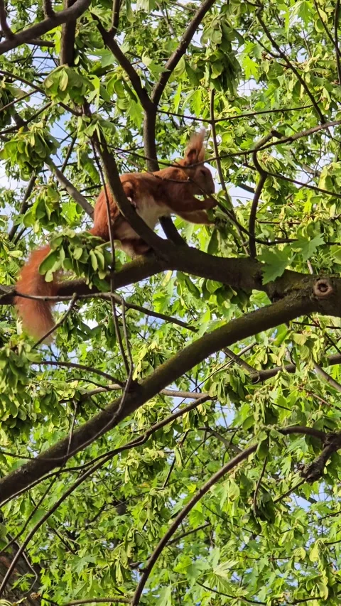 Red squirrel eating seeds from a tree Stock Footage 335845635
