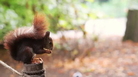 Red squirrel eating sitting down. Sciurus vulgaris. Campo Grande, Valladolid Stock Footage 169792280