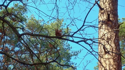 Red Squirrel Eating Sitting on a Tree Trunk Stock Footage 105837457