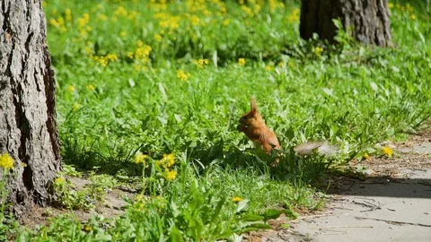 Red Squirrel Eating Something on the Grass Vídeos de archivo 111044813