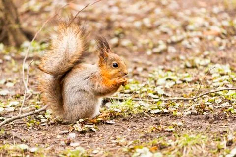 Red squirrel eating something in the park Stock Photos