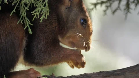 Red squirrel eating, Spain Stock Footage 234316396