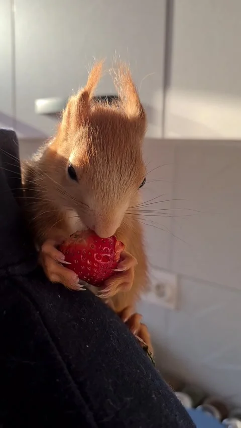 Red Squirrel Eating Strawberries Stock Footage 220727463