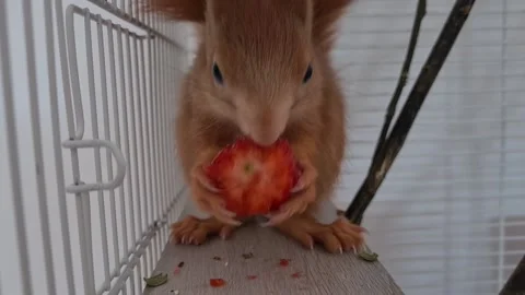Red Squirrel Eating Strawberries Stock Footage 220727464
