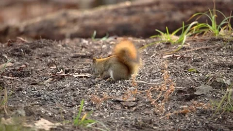 Red Squirrel eating sunflower seeds Stock Footage 249575974