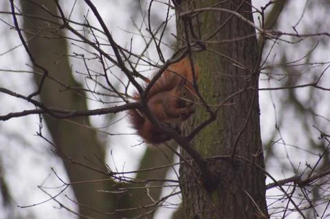 A red squirrel eating on a tree in Berlin, Germany Stock Photos