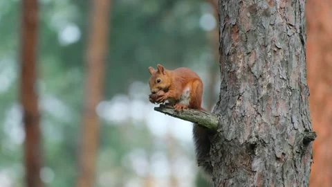 Red Squirrel Eating on Tree Branch Then Jumping Away Stock Footage 346247171
