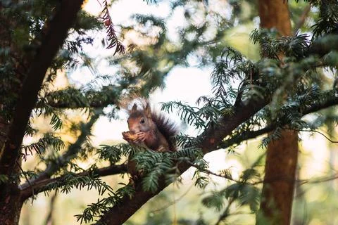 Red squirrel eating on a tree branch. Sciurus vulgaris. Campo Grande, Valladolid Stock Photos