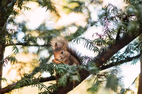 Red squirrel eating on a tree branch. Sciurus vulgaris. Campo Grande, Valladolid Stock Photos
