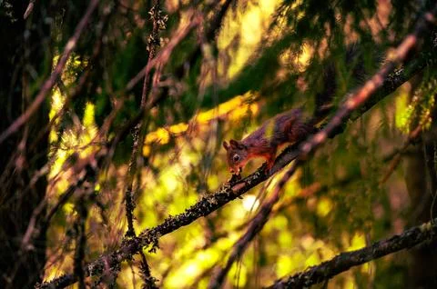 Red squirrel eating on a tree branch in forest light Stock Photos