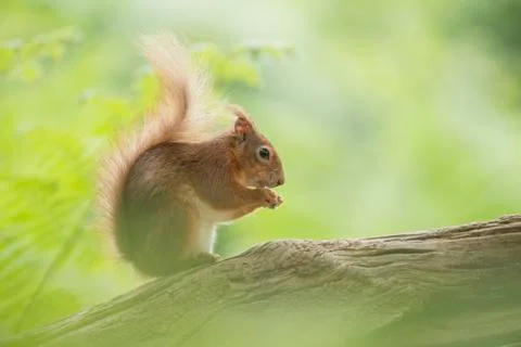 Red squirrel eating on a tree trunk surrounded with green and green leaves Foto stock