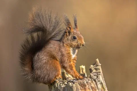 Red squirrel eating on trunk Stock Photos