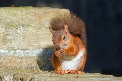 Red Squirrel Eating on Wall Stock Photos