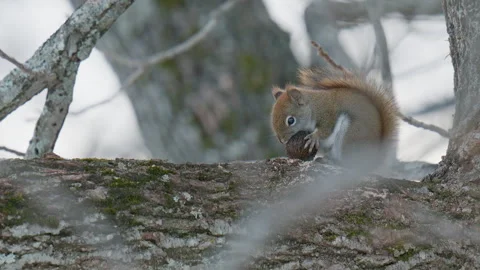 Red Squirrel Eating Walnut on Branch Stock Footage 326240622
