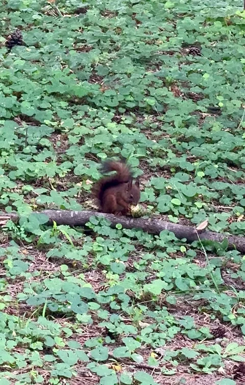 Red squirrel eating walnut in green park close up wildlife video Stock Footage 340981858