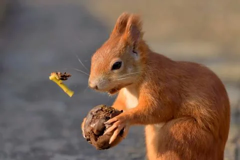 Red squirrel eating a walnut Stock Photos