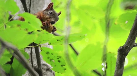Red squirrel eating walnut on the tree Stock Footage 47855603