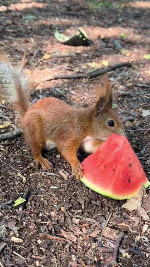 Red Squirrel Eating Watermelon Slice on Forest Floor Stock Footage 341934386