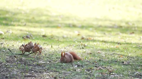 Red squirrel eating while facing camera Stock Footage 331094669