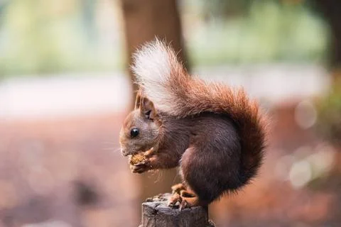 Red squirrel eating while sitting on a pole. Sciurus vulgaris. Campo Grande Stock Photos